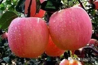 緊急通知 食用農(nóng)產(chǎn)品銷售要證了！農(nóng)業(yè)部新規(guī)即將重塑互聯(lián)網(wǎng)銷售格局