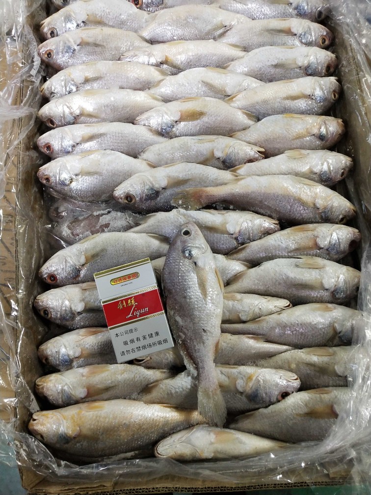 精細(xì)挑選·海鮮美味 優(yōu)質(zhì)新鮮冷凍黃姑魚(yú)，另售青條魚(yú)、秋刀魚(yú)，實(shí)惠批發(fā)放心吃